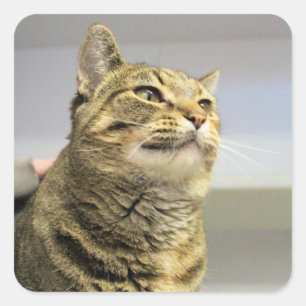 Cat   square sticker
