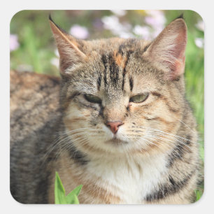 Cat Square Sticker