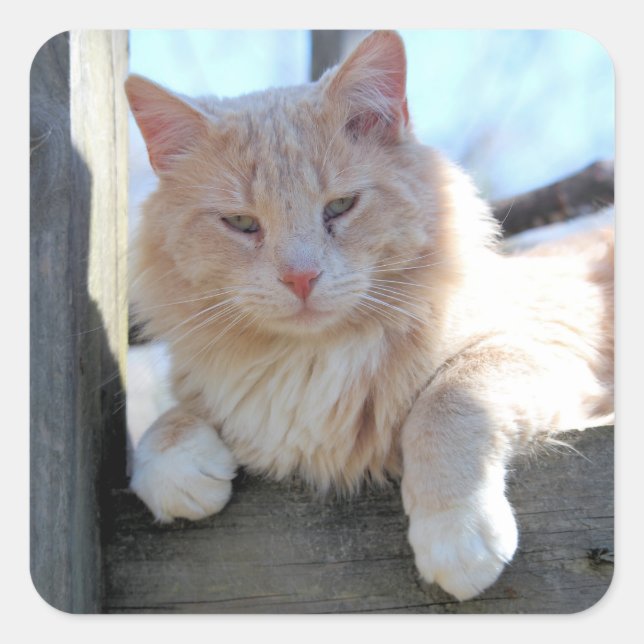 Cat Square Sticker (Front)