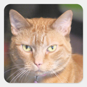 Cat square sticker