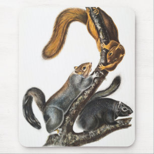 Cat Squirrel (Sciurus cinereus) Illustration Mouse Mat