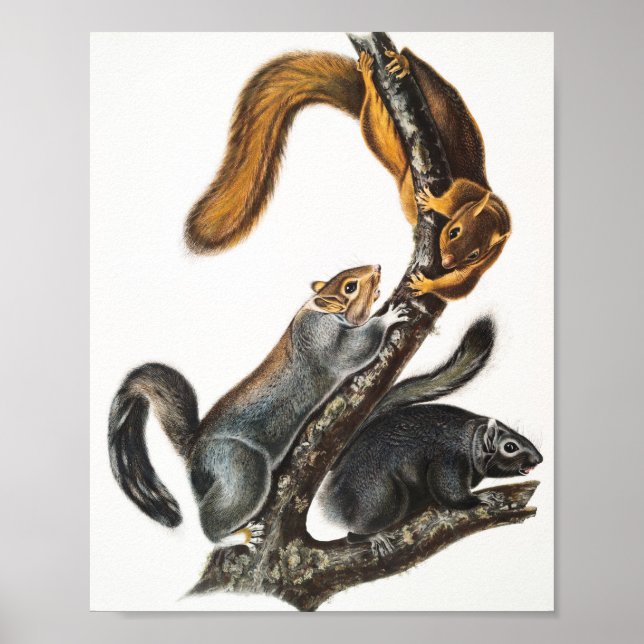 Cat Squirrel (Sciurus cinereus) Illustration Poster (Front)