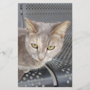 Cat Stationery