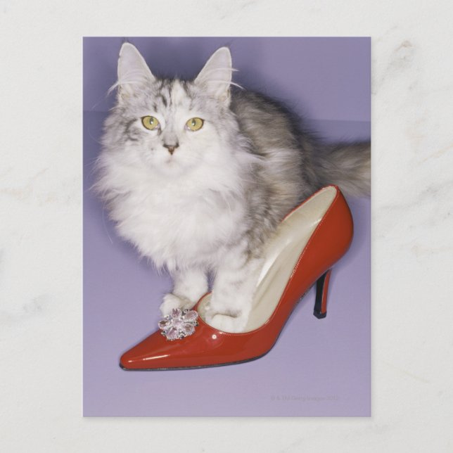 Cat stepping into high heel postcard (Front)