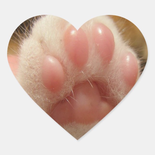 Cat sticker (Front)
