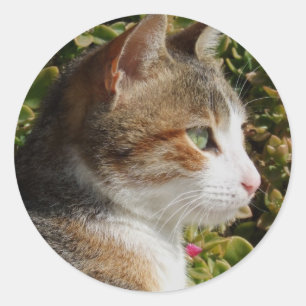 Cat Stickers