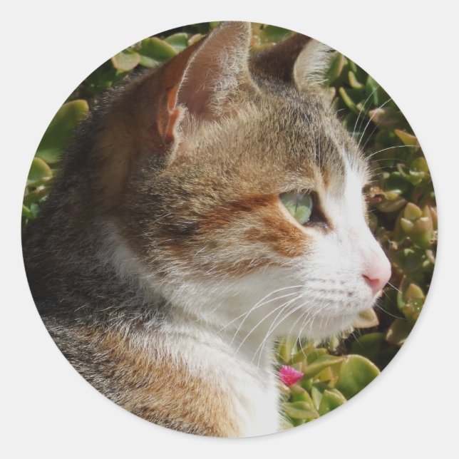 Cat Stickers (Front)