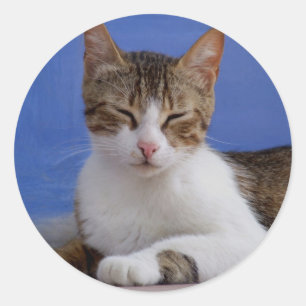 Cat Stickers