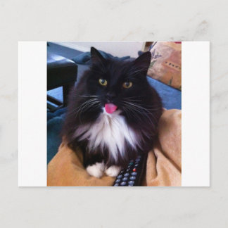 Cat sticking out Tongue Postcard