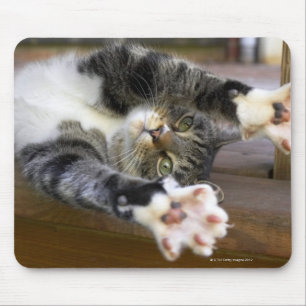 Cat stretching, indoors mouse mat