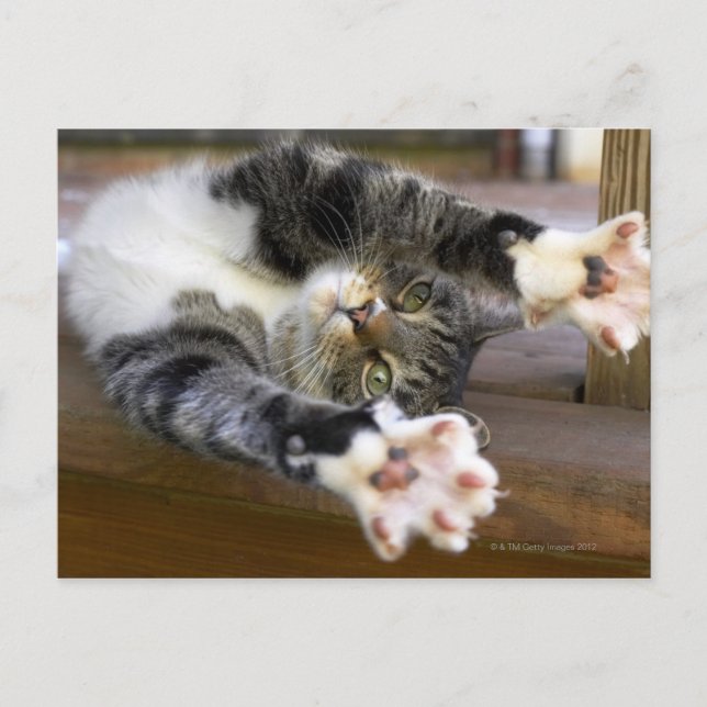 Cat stretching, indoors postcard (Front)
