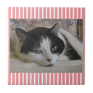 Cat Striped Ceramic Tile