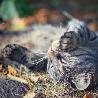 Cat sunbathing  postcard