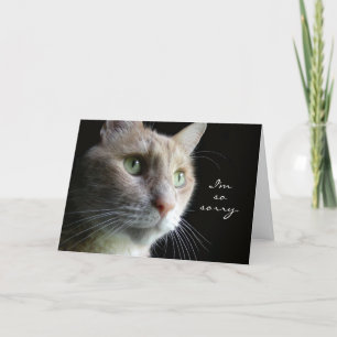 Cat Sympathy Card