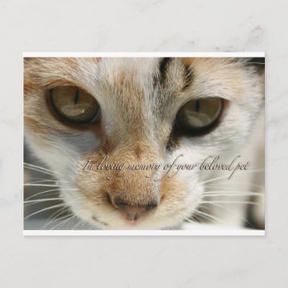 cat sympathy card