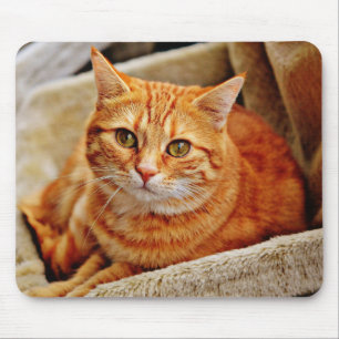 cat, tabby, nature mouse mat