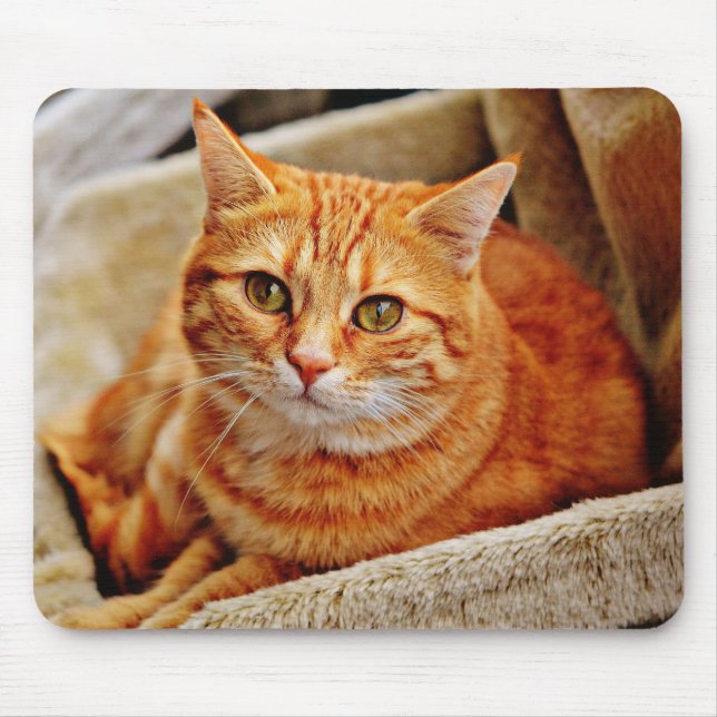 cat, tabby, nature mouse mat (Front)