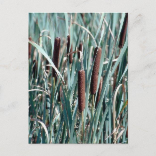 cat tail plant postcard (Front)