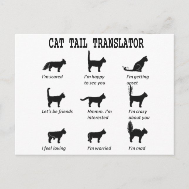 CAT TAIL TRANSLATOR POSTCARD (Front)