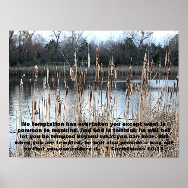 cat tails with bible verse 1 Corinthians 10:13 Poster (Front)