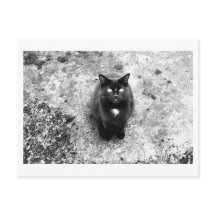Cat Talk