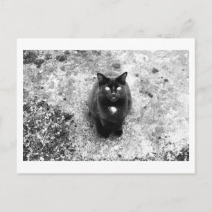 Cat Talk Postcard