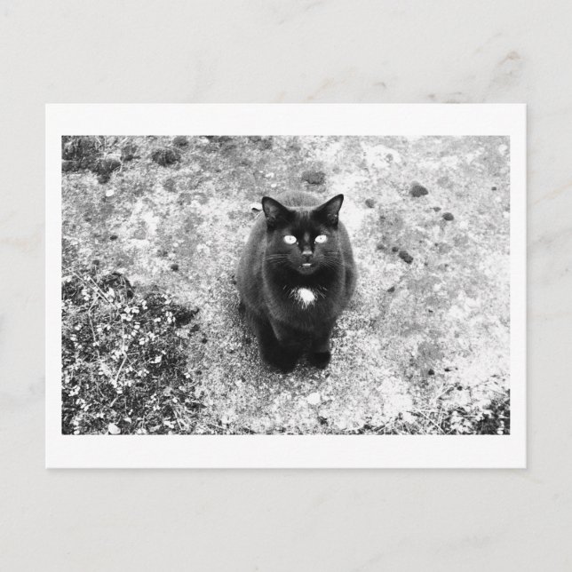Cat Talk Postcard (Front)