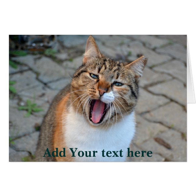 Cat Talking (Front Horizontal)