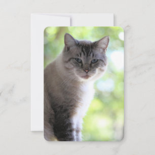 Cat Thank You Card