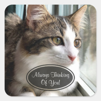 Cat Thinking Of You Stickers