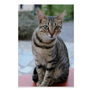 cat, tiger cat, kitten poster