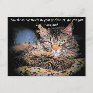 Cat Treats? or... Postcard