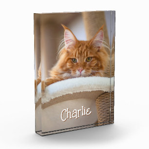 Cat Vertical Portrait Photo Cute Font Name