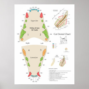 Cat Veterinary Dental Chart