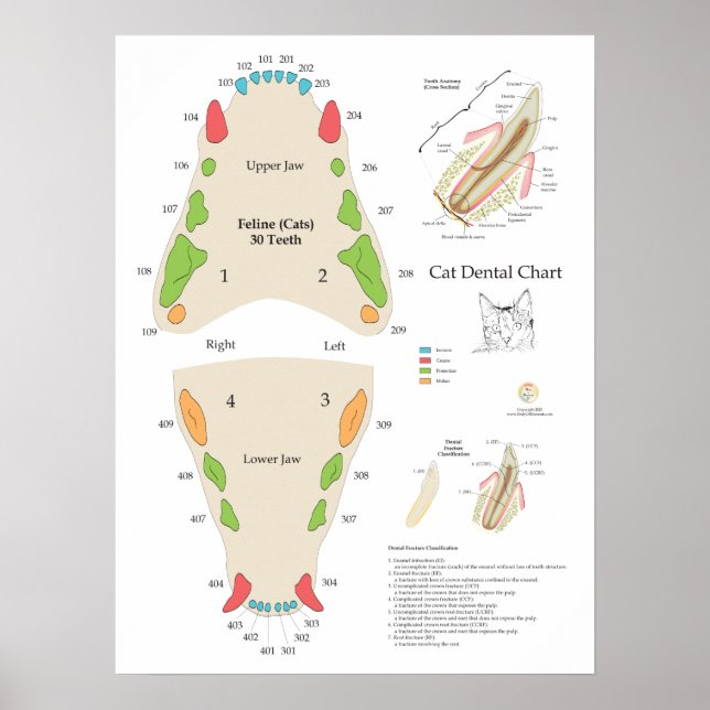 Cat Veterinary Dental Chart (Front)
