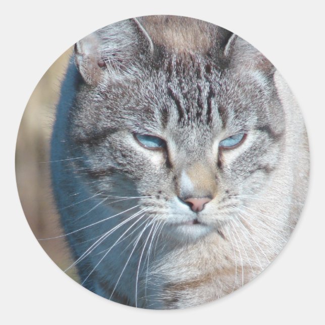 Cat Walk Classic Round Sticker (Front)