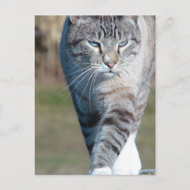 Cat Walk Postcard (Front)