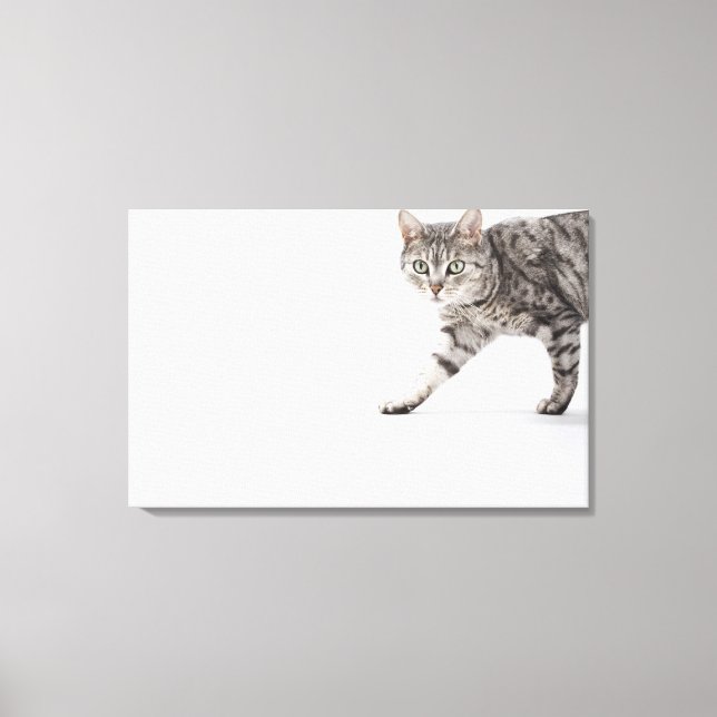 Cat walking canvas print (Front)
