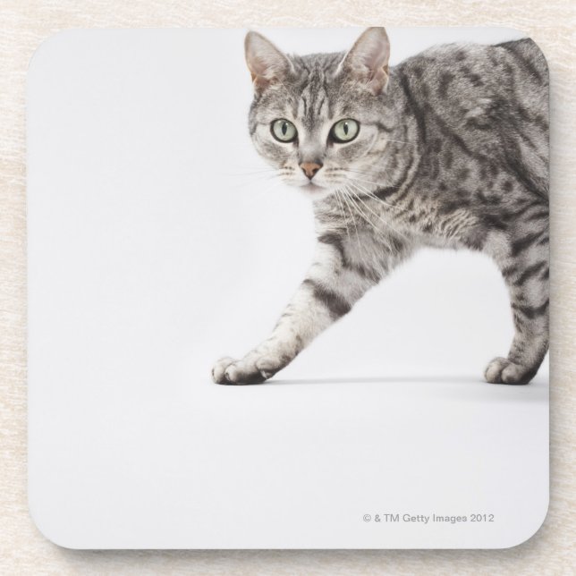 Cat walking coaster (Front)
