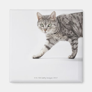 Cat walking magnet