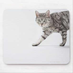 Cat walking mouse mat