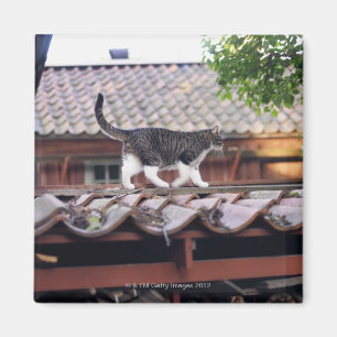 Cat walking on roof of shed magnet