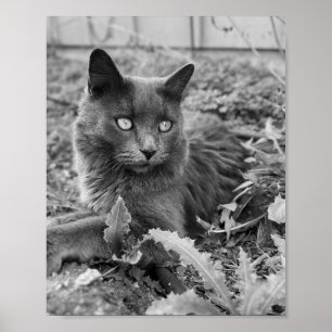 cat wall art