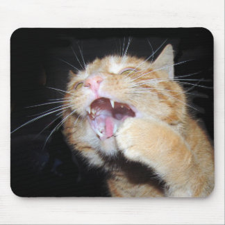 Cat wants the mouse mat