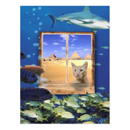 Cat Watching Fish Under the Sea Postcard