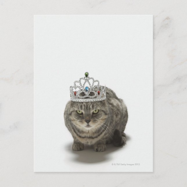 Cat wearing a tiara postcard (Front)