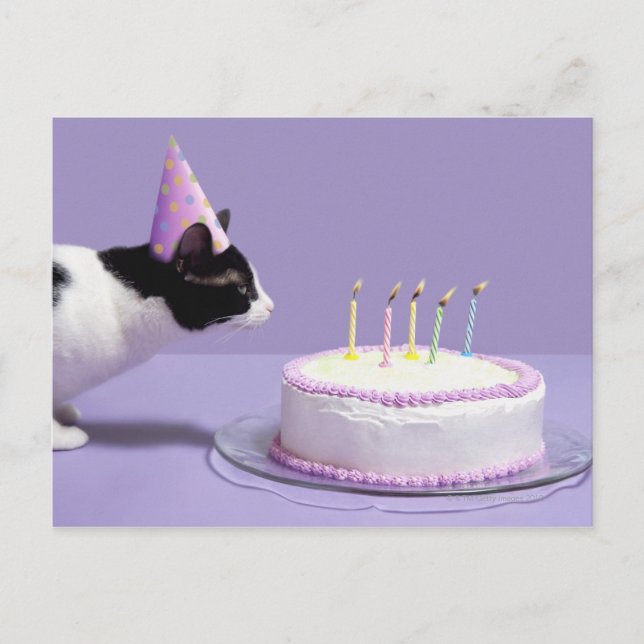 Cat wearing birthday hat blowing out candles on postcard (Front)