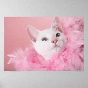 Cat wearing feather boa poster
