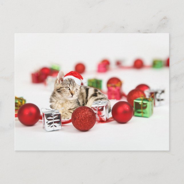 Cat wearing red Santa hat Christmas Ornament Holiday Postcard (Front)