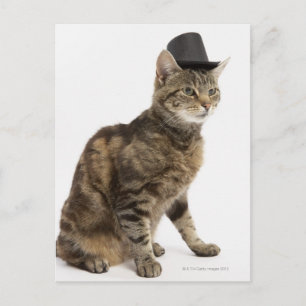 Cat wearing top hat postcard